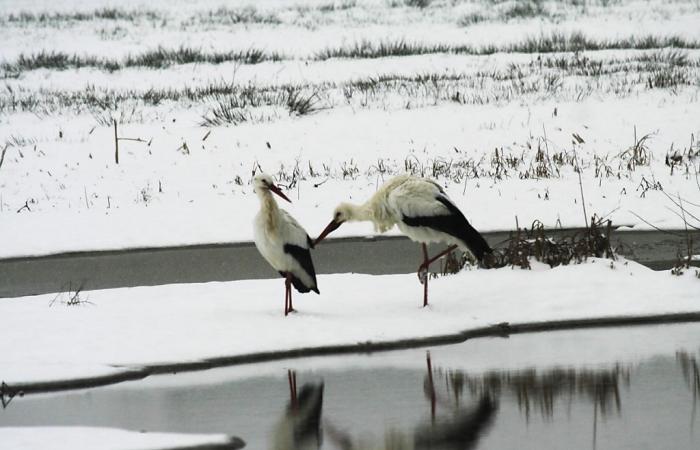 Sempre più cicogne svernano in Svizzera