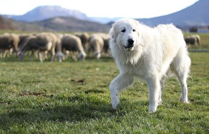 Gramat. I cani da protezione del gregge, tema del prossimo dibattito cinematografico