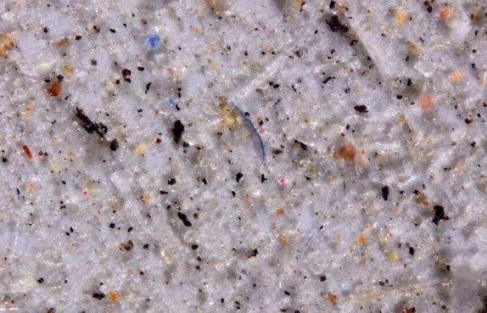 L’aragosta che mangi contiene microplastiche?