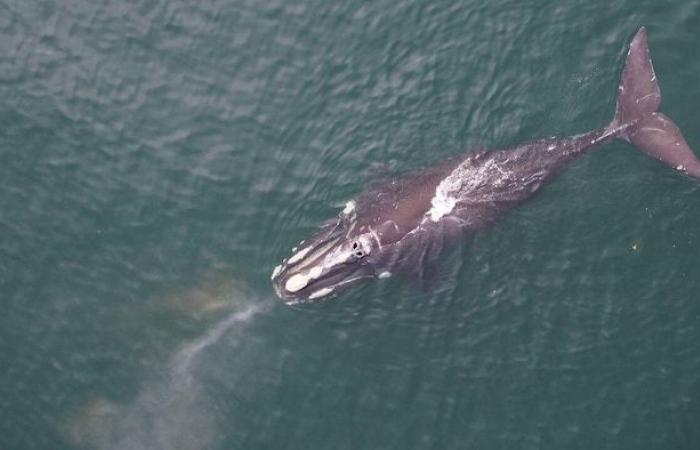 Droni per inventariare le lesioni nelle balene franche