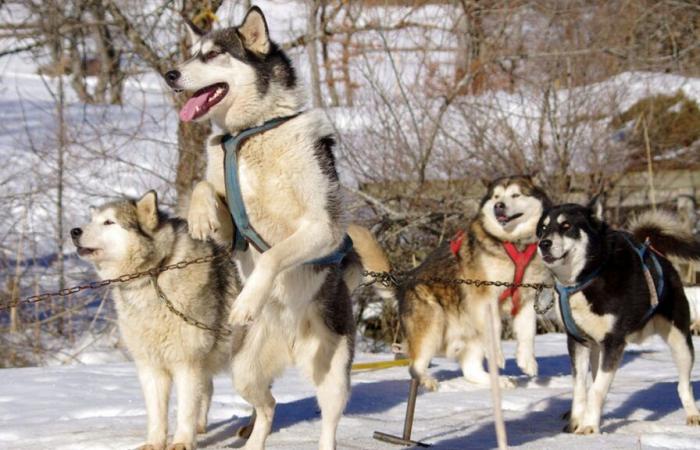 Morto un bambino di 7 anni a Quévy: i cani responsabili dell’attacco sono stati soppressi