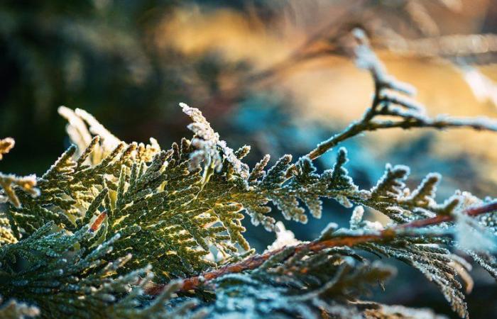 MAPPA. Meteo: in allerta “molto freddo”, l’Aveyron ha visto le minime scendere fino a -9°C questa domenica