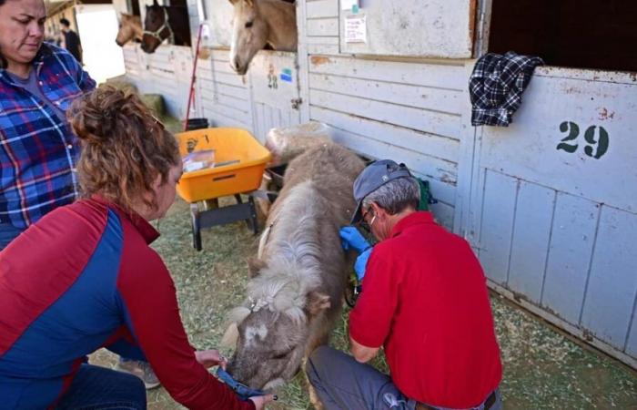 Cavalli, cani, conigli: gli incendi di Los Angeles traumatizzano anche gli animali