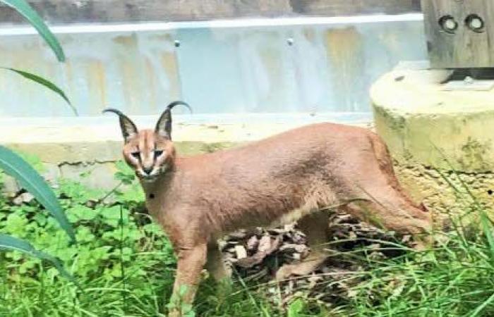 questo centro per animali in tribunale