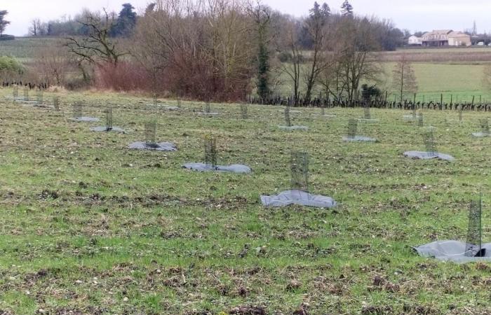 i viticoltori stanno pensando di iniziare la raccolta del tartufo