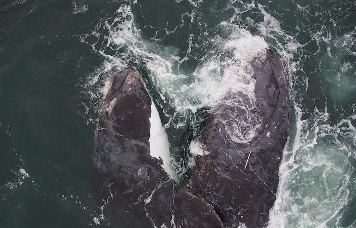 Droni per inventariare le lesioni nelle balene franche