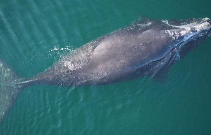 Droni per inventariare le lesioni nelle balene franche