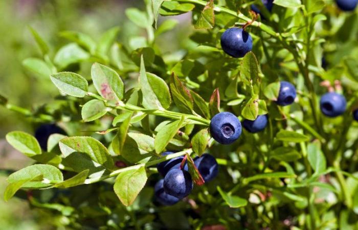 Minaccia alla produzione di mirtilli in Marocco