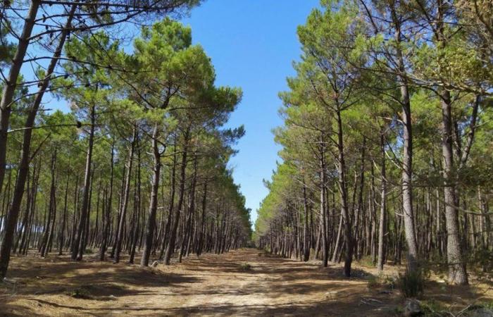 L’ANEF nega le accuse di distruzione di piante di pino a Nador