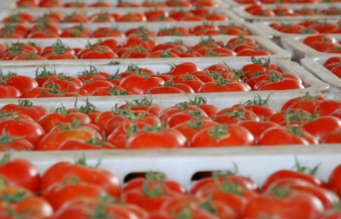 Export marocchino verso l’Ue: come resiste il pomodoro