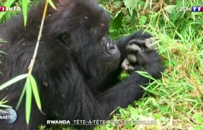 Ruanda: faccia a faccia con i gorilla