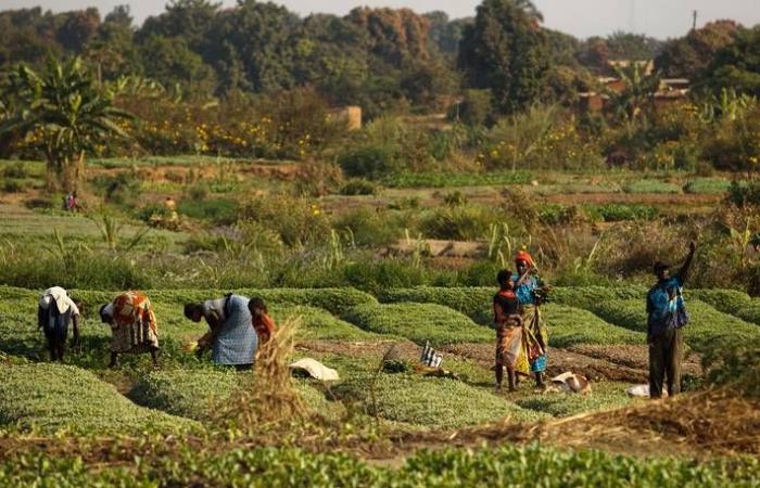 lo Stato concede terreni ai produttori locali