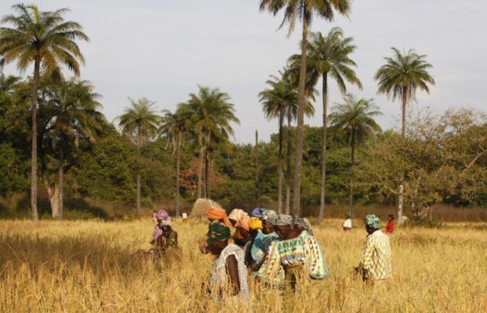 In Senegal, riso fortificato per le mense scolastiche delle zone rurali