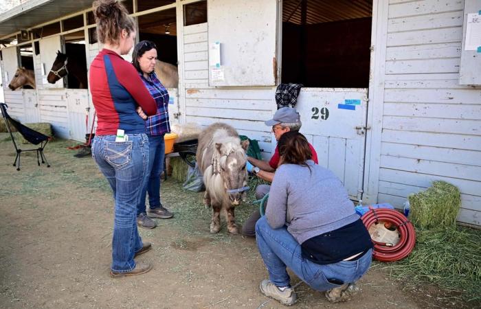 cavalli, cani, conigli… innumerevoli animali traumatizzati dagli incendi di Los Angeles