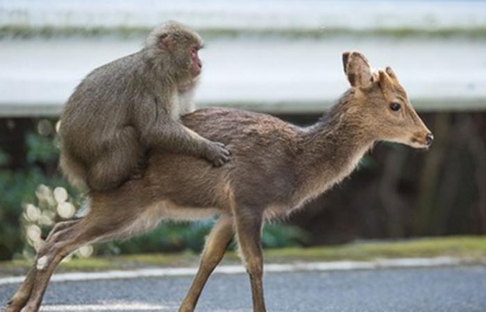 VIDEO. Scimmie che “cavalcano” cervi come cowboy… queste scene di rodeo che incuriosiscono gli scienziati