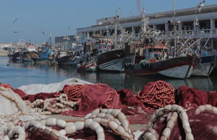 Verso le sardine, leva per lo sviluppo sostenibile e industriale