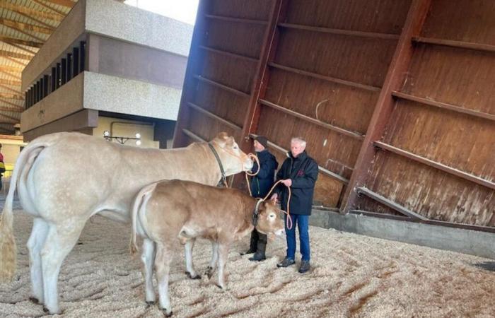 sessanta bionde in competizione questo lunedì nel Lot-et-Garonne