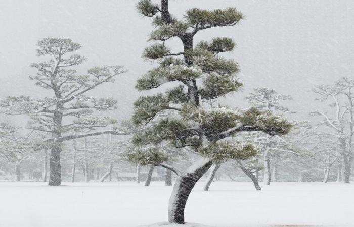 A Chaumont-photo-sur-Loire, una natura magnificata e inquietante, dalla bufera di neve giapponese alla giungla tahitiana – Télérama.fr