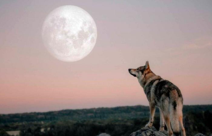 spettacolo celeste con la luna piena di gennaio