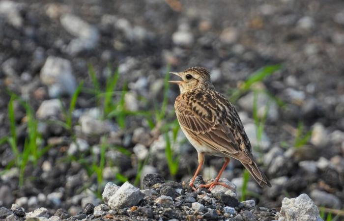 aiuta a contare gli uccelli del giardino alla fine di gennaio