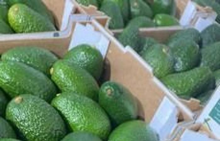 “Mango e avocado affrontano prezzi bassi, ma il mercato trova comunque un equilibrio”