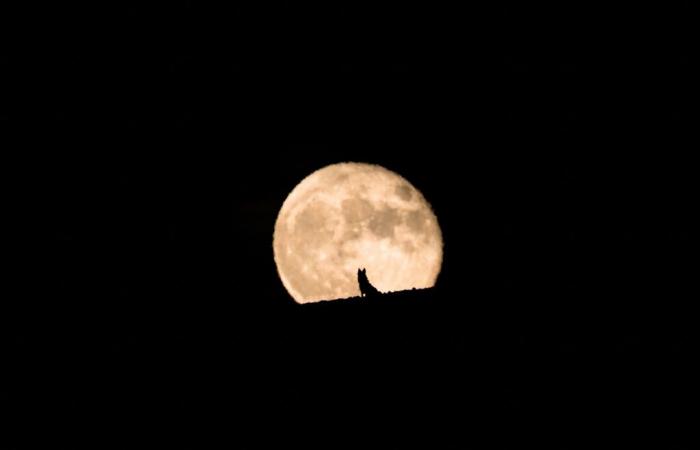 Stasera il cielo sopra Milano si illuminerà per la luna piena del lupo.