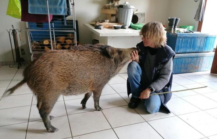 prima dell’affare Rillette, il precedente Woody, il cinghiale catturato da un Lot-et-Garonnaise