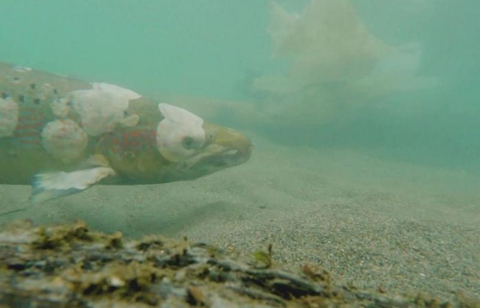 Il salmone di Allier è condannato?