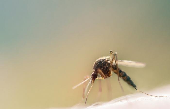 I casi di dengue sono in netto aumento all’inizio dell’anno a Fenua • TNTV Tahiti Nui Télévision