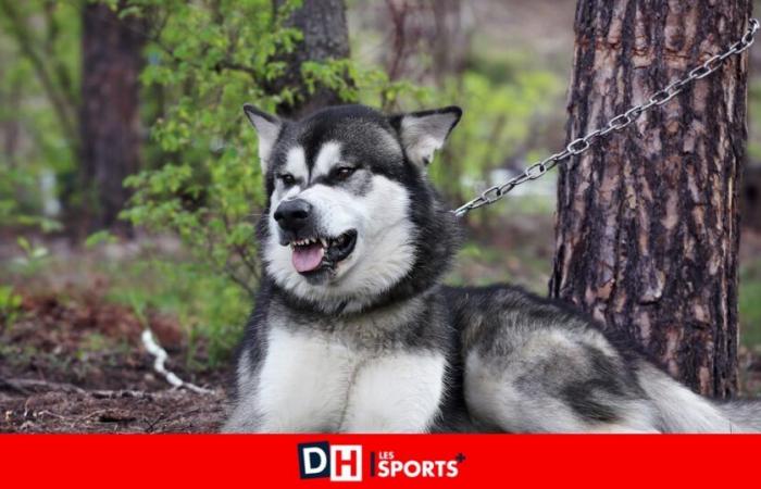 Aggressione mortale ad Aodren, 7 anni: i cani malamute, ritenuti pericolosi, sono stati soppressi