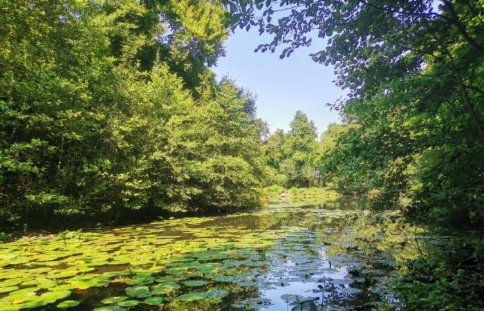 Alto Reno. A Chalampé, diverse migliaia di alberi piantati per creare una foresta