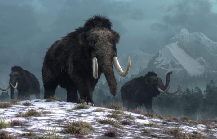 Il 2025 ci avvicinerà al ritorno del mammut lanoso