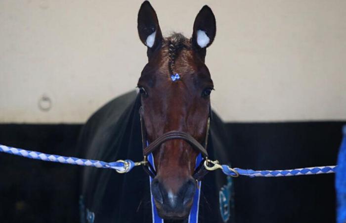 Granvillaise Bleue, il riferimento del Prix de Cornulier