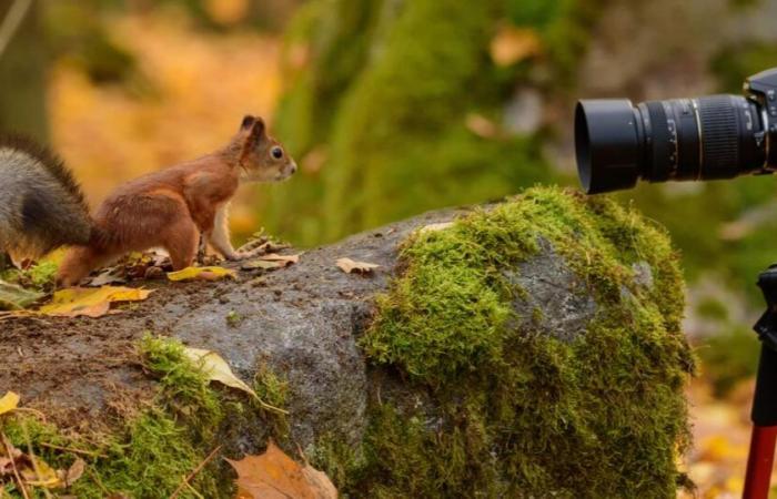 7 consigli per fotografare animali selvatici