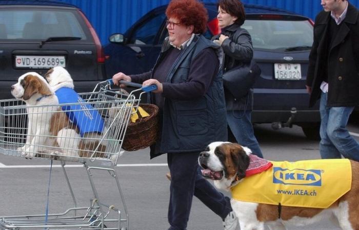 IKEA intraprende azioni radicali contro i cani