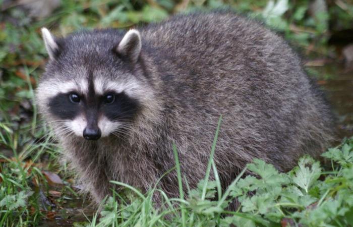 Sanità pubblica | Un procione infetto dalla rabbia a Saint-Armand, è preoccupante? — 98,5 Montreal