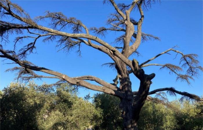 Auda. Situato in uno spazio pubblico affollato, questo cedro è diventato troppo pericoloso…