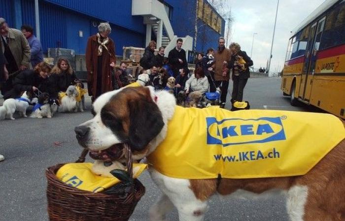 IKEA intraprende azioni radicali contro i cani