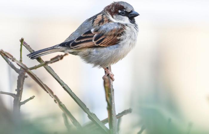 Il pettirosso osservato in quasi due terzi dei giardini svizzeri