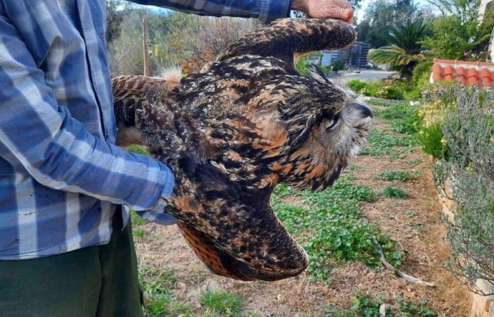 Questo eccezionale rapace trovato morto nei Pirenei orientali: cosa è successo