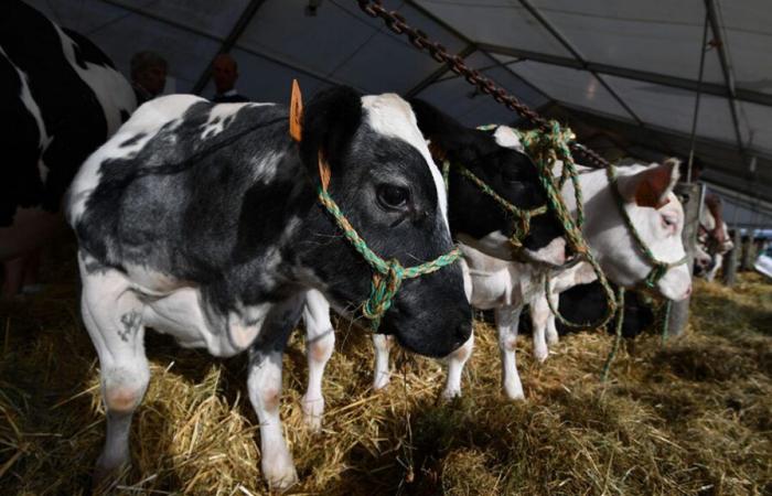 Aziende agricole belghe bloccate a causa di una malattia virale che colpisce il bestiame