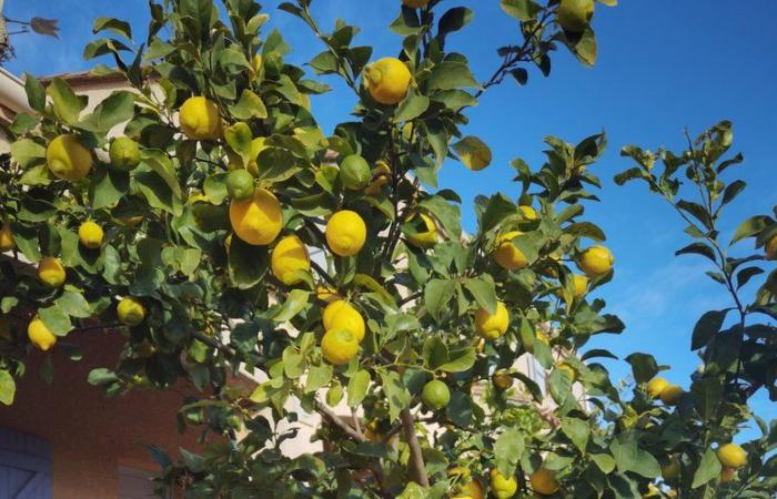 Raccoglierà limoni di dimensioni eccezionali