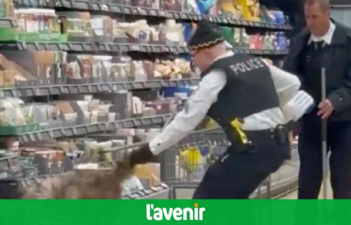 Il coyote nel frigorifero ALDI spaventa i clienti (video)