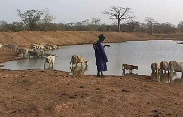 La febbre della Rift Valley colpisce Ngaoundaye