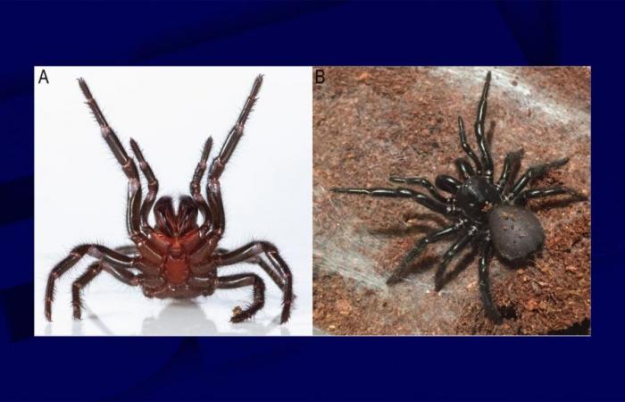 Nuova specie di ragno “insolitamente grande” scoperta in Australia