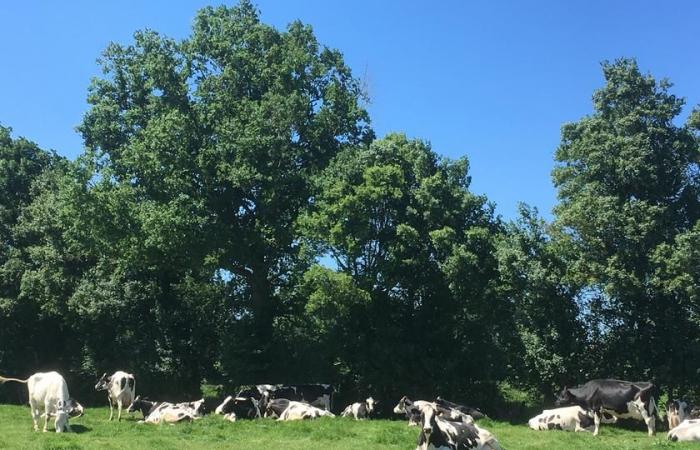 SIEPI | Le siepi stanno tornando alla ribalta a Puy-de-Dôme