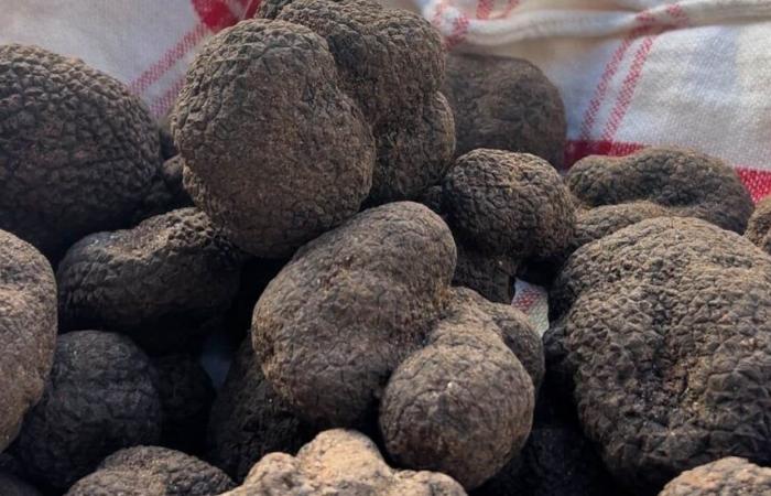 Uzès festeggia il tartufo questo fine settimana