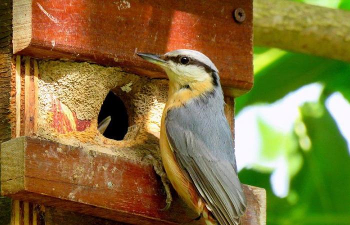 Gagnac-sur-Garonne. Fiera della Biodiversità