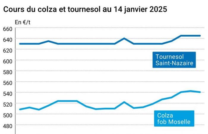 Mercato dei semi oleosi dal 14 gennaio 2025 – Calano i prezzi di colza e soia sui mercati mondiali