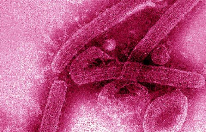 Si teme l’epidemia del virus Marburg in Tanzania dopo la morte di 8 persone